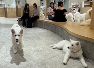 もふもふの犬カフェ 武村鋳造所 もふもふの犬カフェ 武村鋳造所